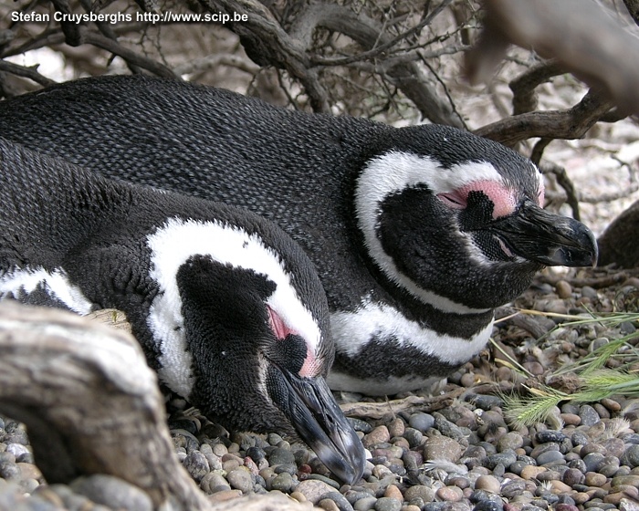 Punta Tombo - Pinguins Punta Tombo is een schiereiland met de grootste kolonie Maghelaen pinguïns in Zuid Amerika. Tussen september en april komen miljoenen pinguïns om hun eieren te broeden en hun kroost klaar te maken voor de migratie. Stefan Cruysberghs